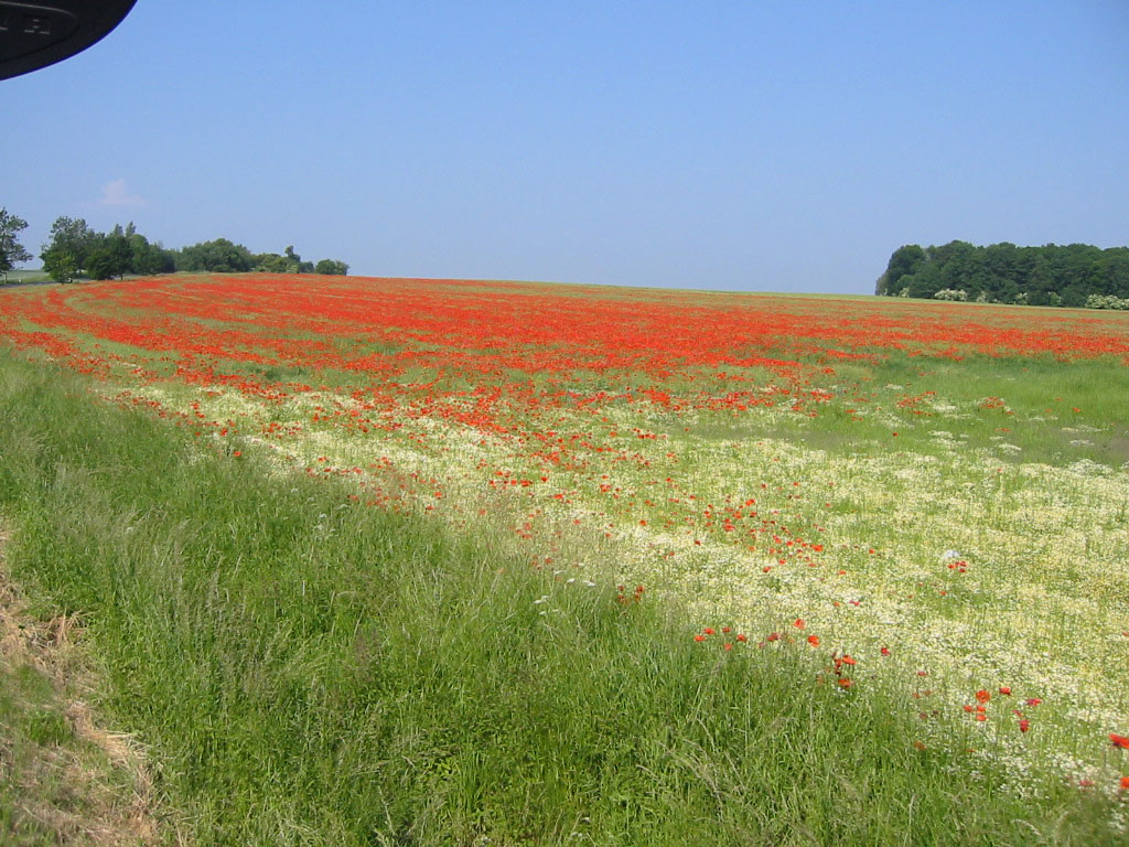  Mohnfelder in der Frühlingszeit

wiosenne pola makowe